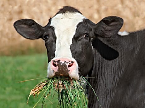 Increased fodder ' nutrition ' , came the 'taste'